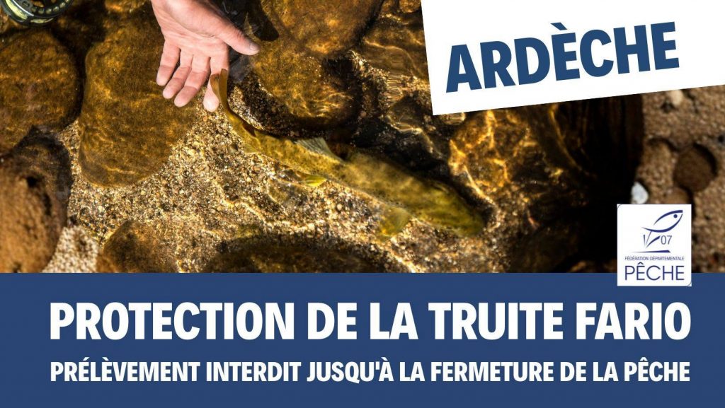 Sécheresse- interdiction pêche truite fario